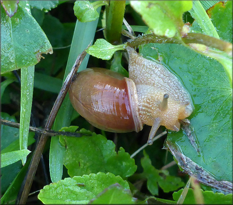 Bradybaena similaris (Férussac, 1821)