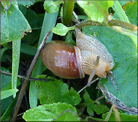 Bradybaena similaris (Férussac, 1821)