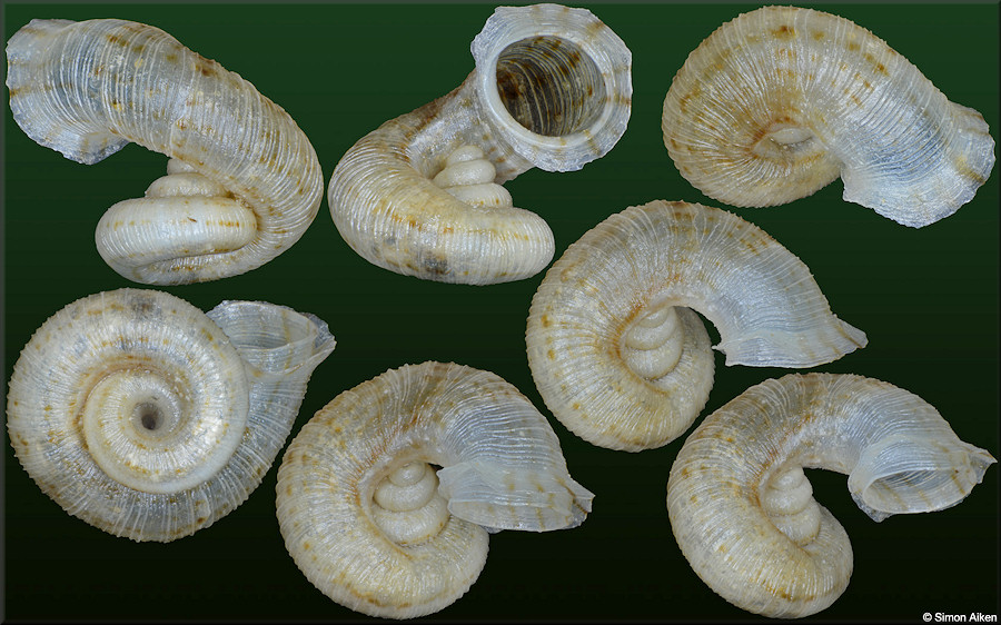 Rolleia species (undescribed) Teratologic Heterostrophic Specimen