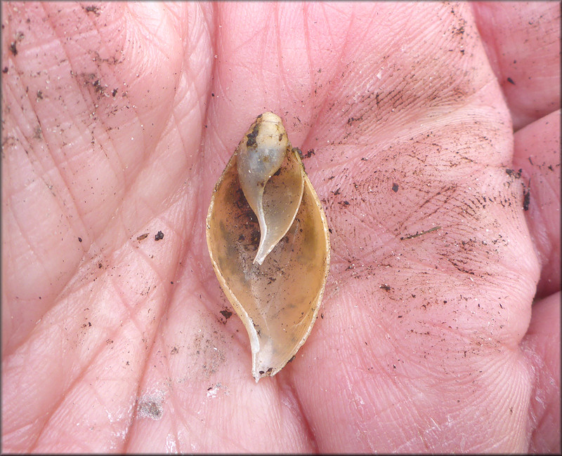 Euglandina rosea (Frussac, 1821) Damaged Shell