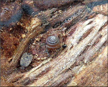 Strobilops texasianus Pilsbry and Ferriss, 1906 Southern Pinecone In Situ