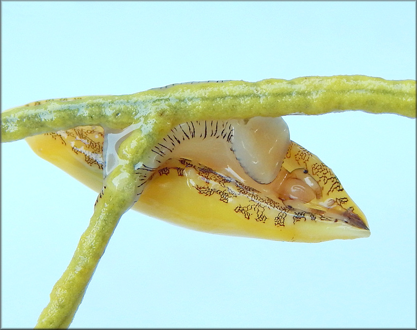 Simnialena uniplicata (G. B. Sowerby II, 1849) One-tooth Simnia