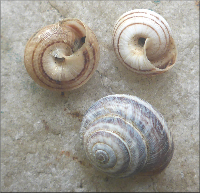 Cernuella species (probably C. virgata Maritime Gardensnail)