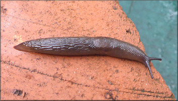 Deroceras laeve (Mller, 1774) Meadow Slug