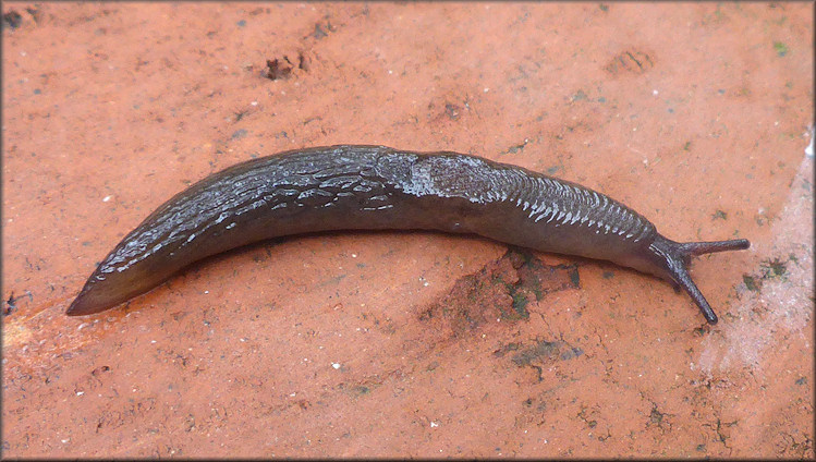 Deroceras laeve (Mller, 1774) Meadow Slug