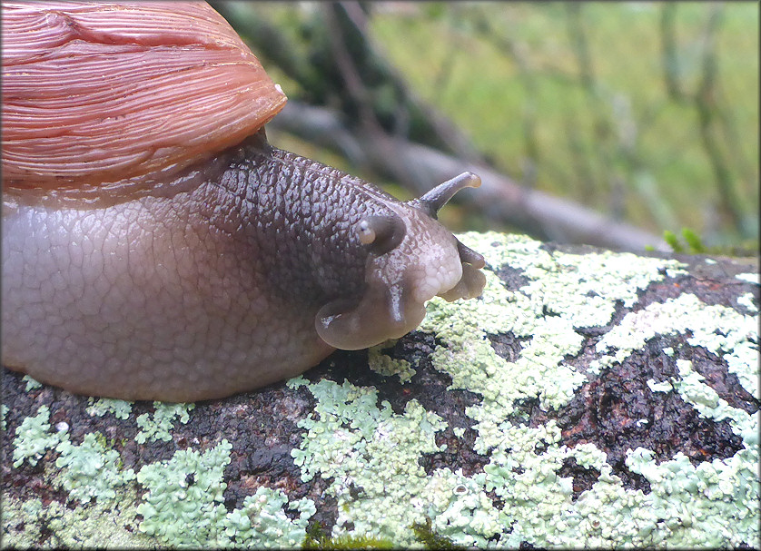 Euglandina rosea (Frussac, 1821) Rosy Wolfsnail