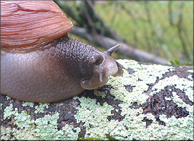 Euglandina rosea (Frussac, 1821) Rosy Wolfsnail