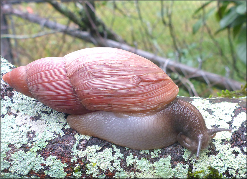 Euglandina rosea (Frussac, 1821) Rosy Wolfsnail