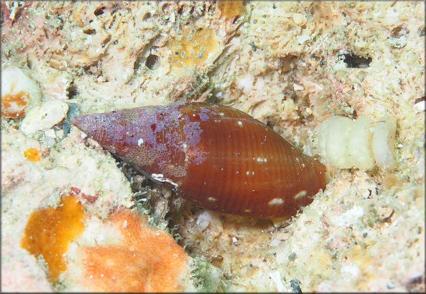 Probata barbadensis (Gmelin, 1791) Barbados Miter