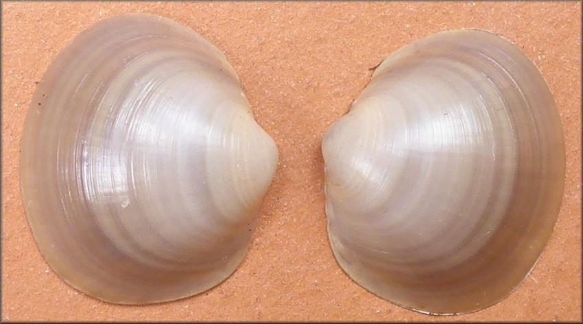 Musculium partumeium (Say, 1822) Swamp Fingernailclam