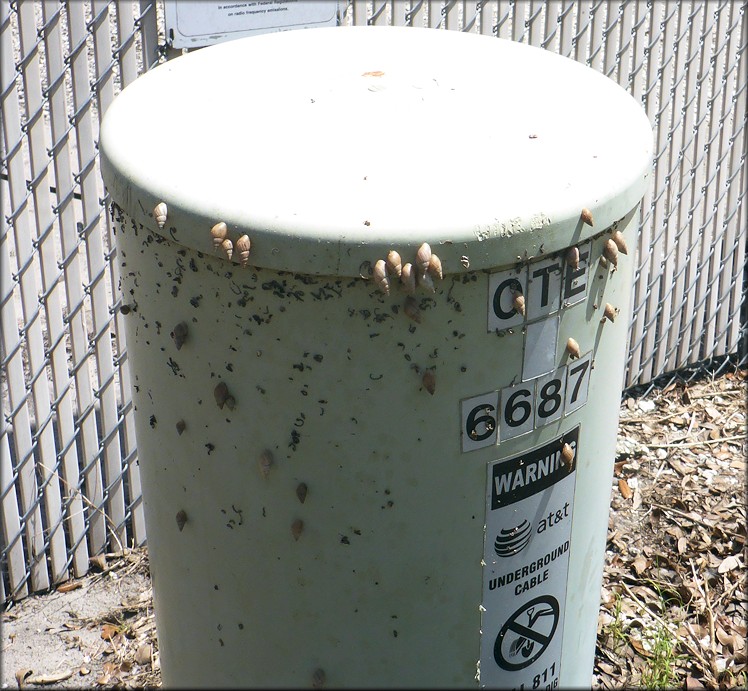 Bulimulus sporadicus At 6668 Columbia Park Drive