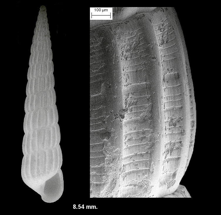 Turbonilla (Pyrgiscus) viridaria Dall, 1884