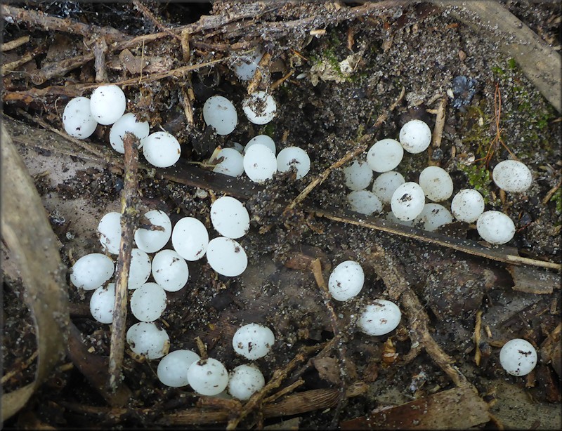 Euglandina rosea (Frussac, 1821) Eggs