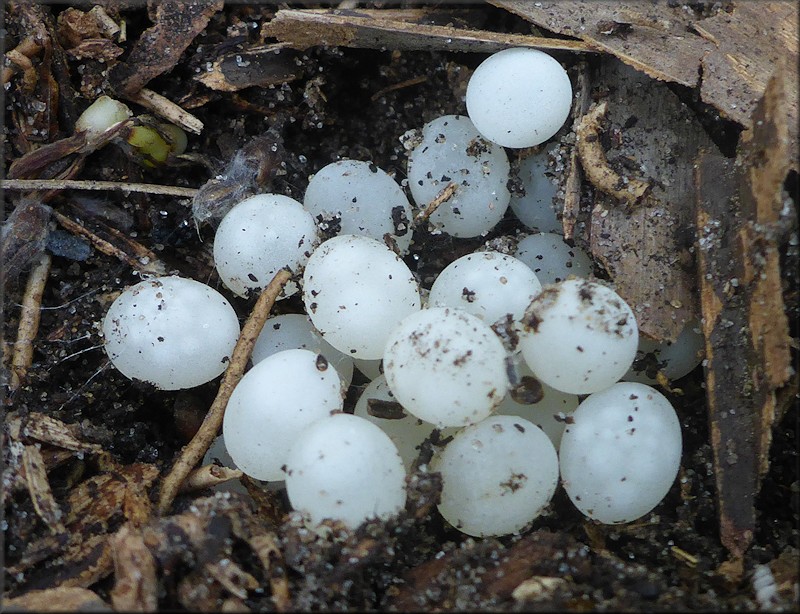 Euglandina rosea (Frussac, 1821) Eggs
