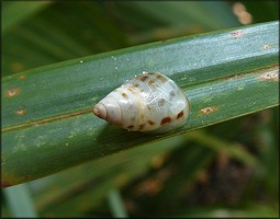 Drymaeus dormani (W. G. Binney, 1857) Manatee Treesnail In Situ