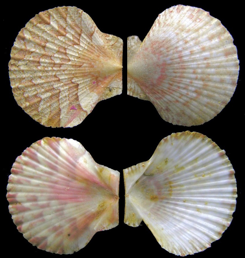 Euvola chazaliei (Dautzenberg, 1900) Dwarf Zigzag Scallop