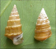 Pleurocera canaliculata (Say, 1821) Silty Hornsnail