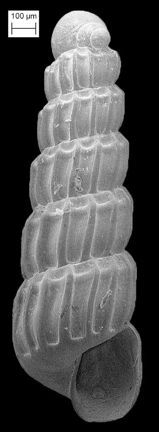 Turbonilla (Chemnitzia) unilirata Bush, 1899 One-ridged Turbonille