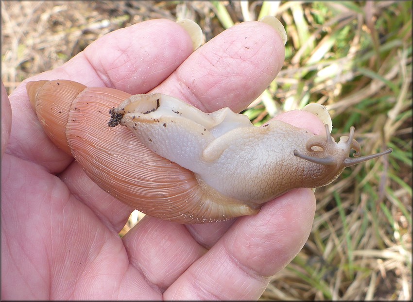 Euglandina rosea (Frussac, 1821) Rosy Wolfsnail In Situ