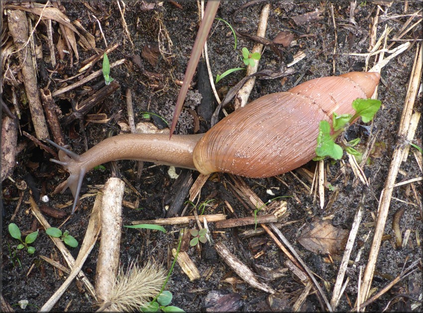 Euglandina rosea (Frussac, 1821) Rosy Wolfsnail In Situ