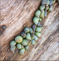 Littoraria nebulosa (Lamarck, 1822) Cloudy Periwinkle