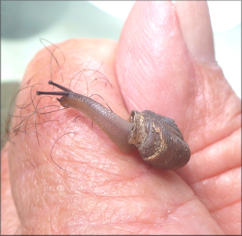 Daedalochila auriculata (Say, 1818) Ocala Liptooth Damaged Specimen