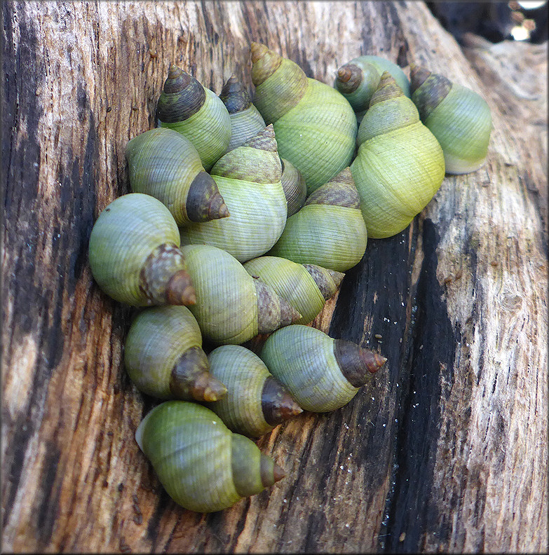 Littoraria nebulosa (Lamarck, 1822) Cloudy Periwinkle