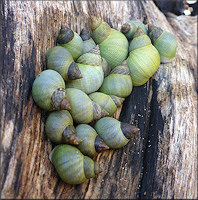 Littoraria nebulosa (Lamarck, 1822) Cloudy Periwinkle