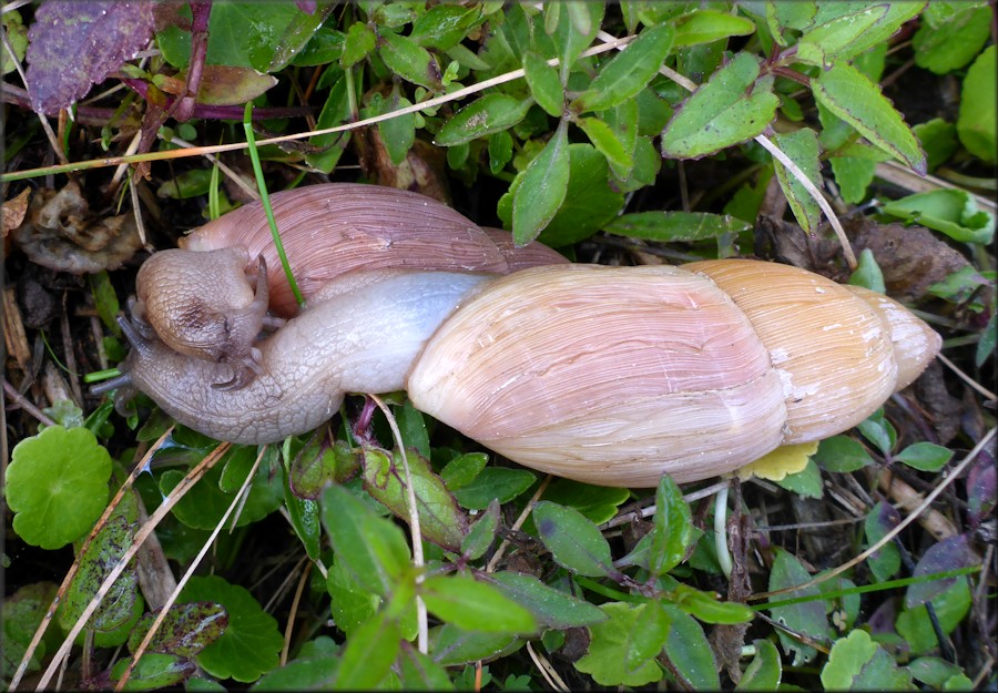 Euglandina rosea (Frussac, 1821) Mating