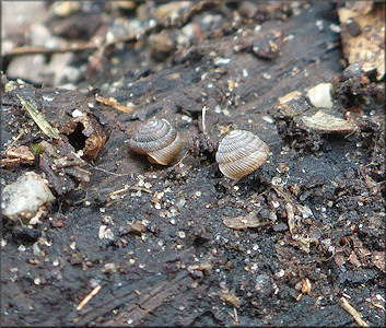 Strobilops texasianus Pilsbry and Ferriss, 1906 Southern Pinecone In Situ