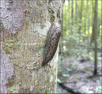 Philomycus carolinianus (Bosc, 1802) Carolina Mantleslug Up A Tree