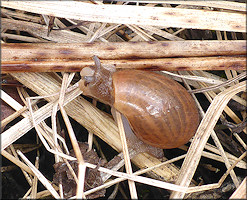 Euglandina rosea (Frussac, 1821) Juvenile In Situ