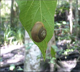 Mesodon thyroidus (Say, 1817) White-lip Globe Up A Tree