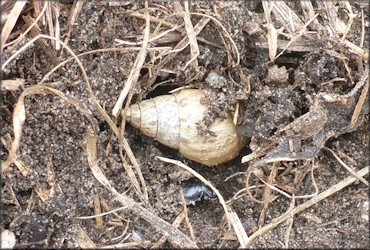 Bulimulus sporadicus (d’Orbigny, 1835) Egg Laying