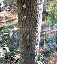 Five Mesodon thyroidus (Say, 1817) White-lip Globe Up A Tree