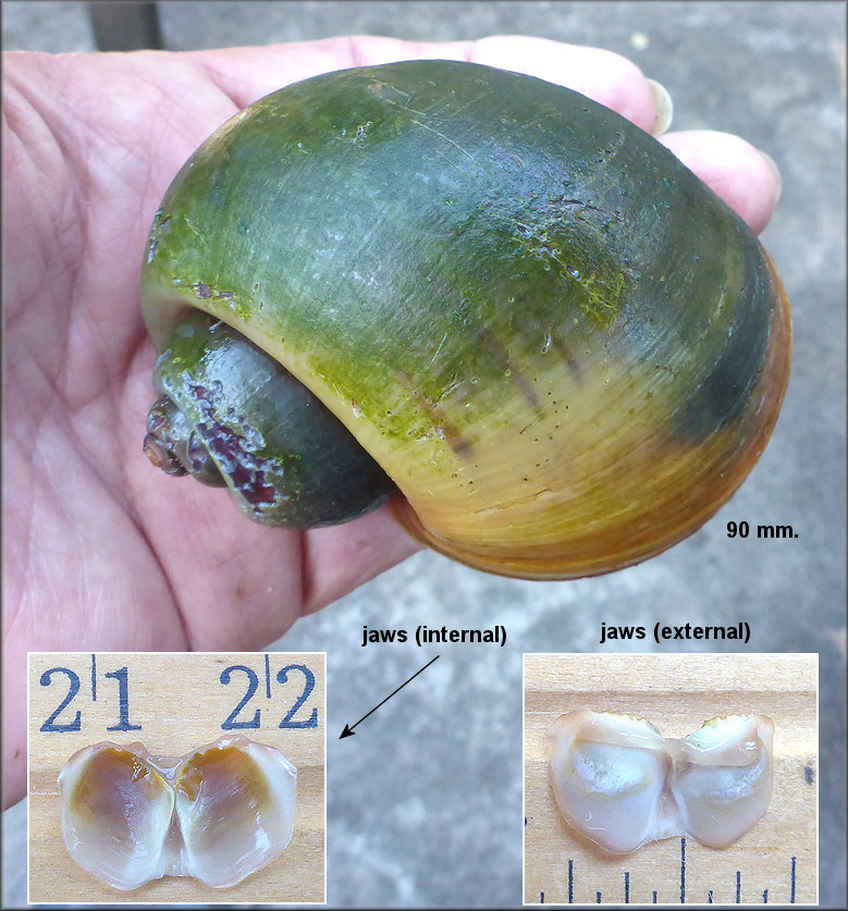 Pomacea canaliculata (Lamarck, 1822) Chitinous Jaws