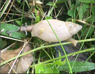 Euglandina rosea (Frussac, 1821) Juvenile In Situ With Unusual Light Coloration