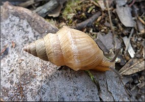 Bulimulus sporadicus (d’Orbigny, 1835) Aberrant Shell Growth