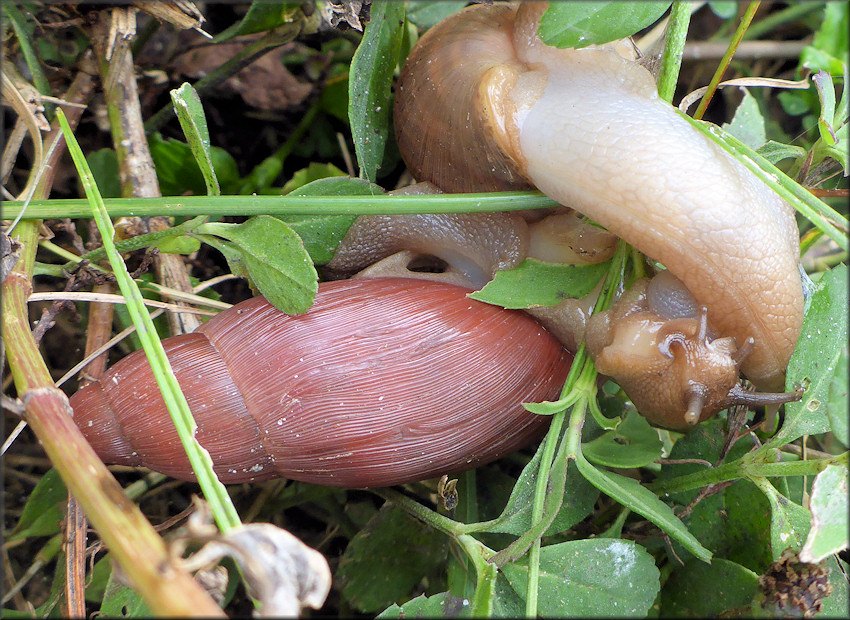 Euglandina rosea (Frussac, 1821) Mating