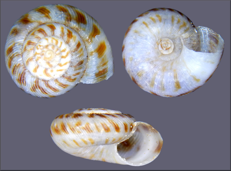 Anguispira strongylodes (L. Pfeiffer, 1854) Southeastern Tigersnail