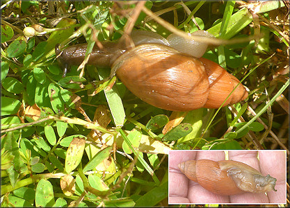 Euglandina rosea (Frussac, 1821) Rosy Wolfsnail In Situ