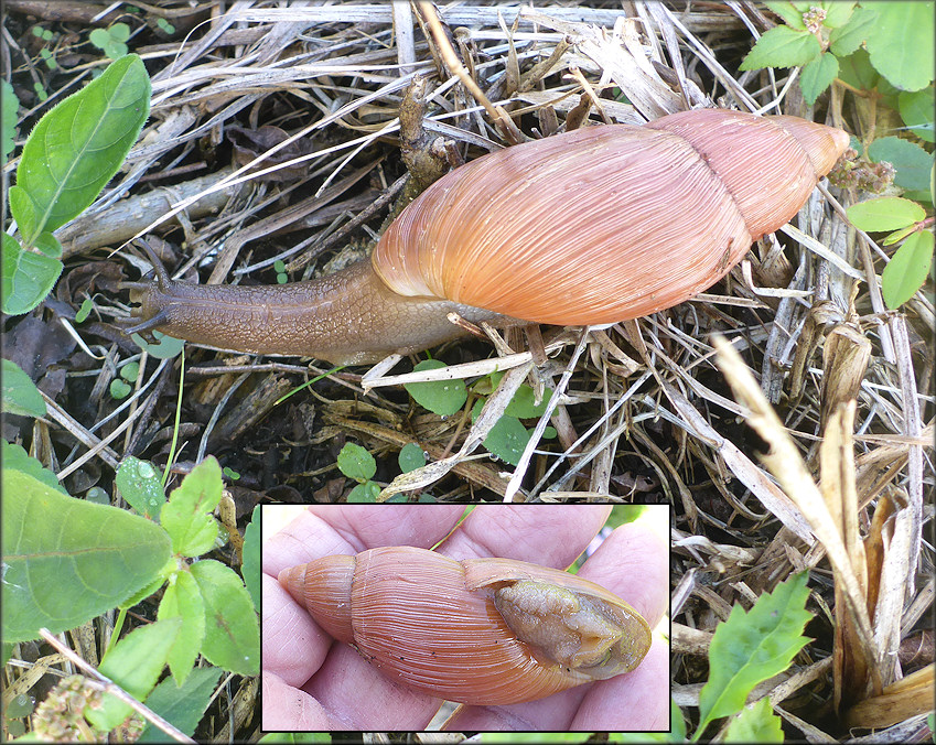 Euglandina rosea (Frussac, 1821) Rosy Wolfsnail In Situ