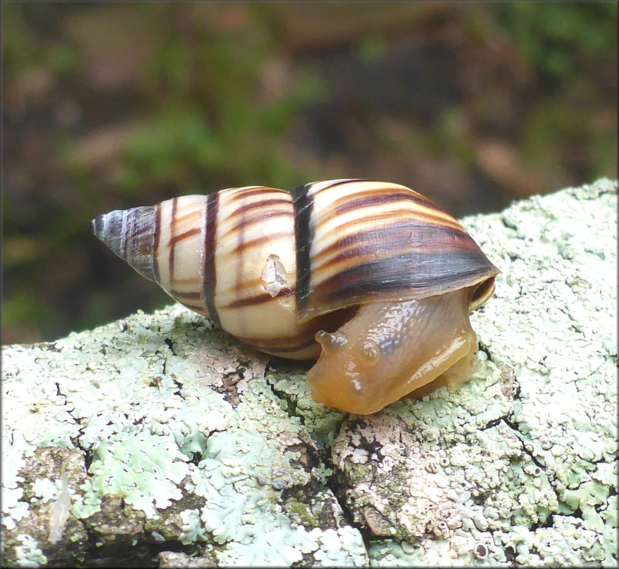 Drymaeus multilineatus (Say, 1825) Lined Tree Snail