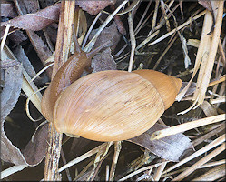 Euglandina rosea (Frussac, 1821) Juvenile In Situ