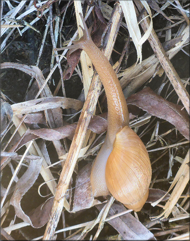 Euglandina rosea (Frussac, 1821) Juvenile In Situ