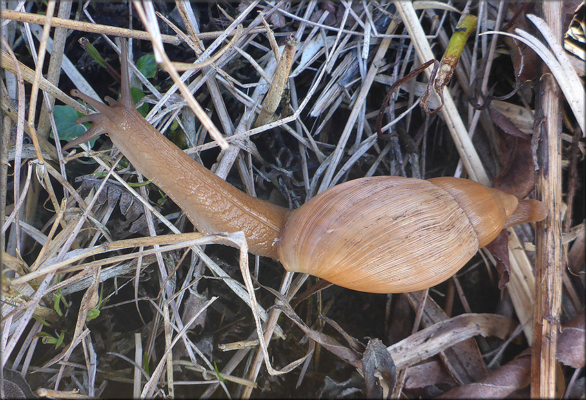 Euglandina rosea (Frussac, 1821) Juvenile In Situ