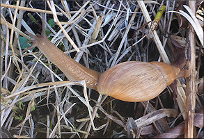 Euglandina rosea (Frussac, 1821) Juvenile In Situ