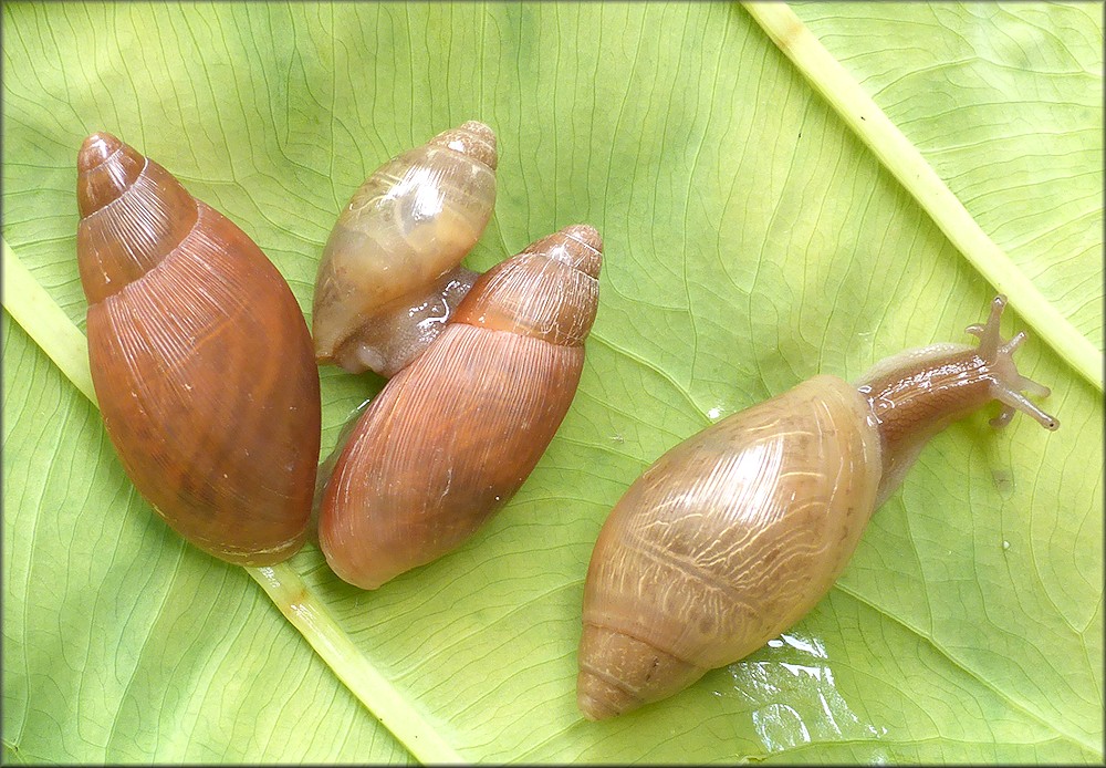 Euglandina rosea (Frussac, 1821) Juveniles