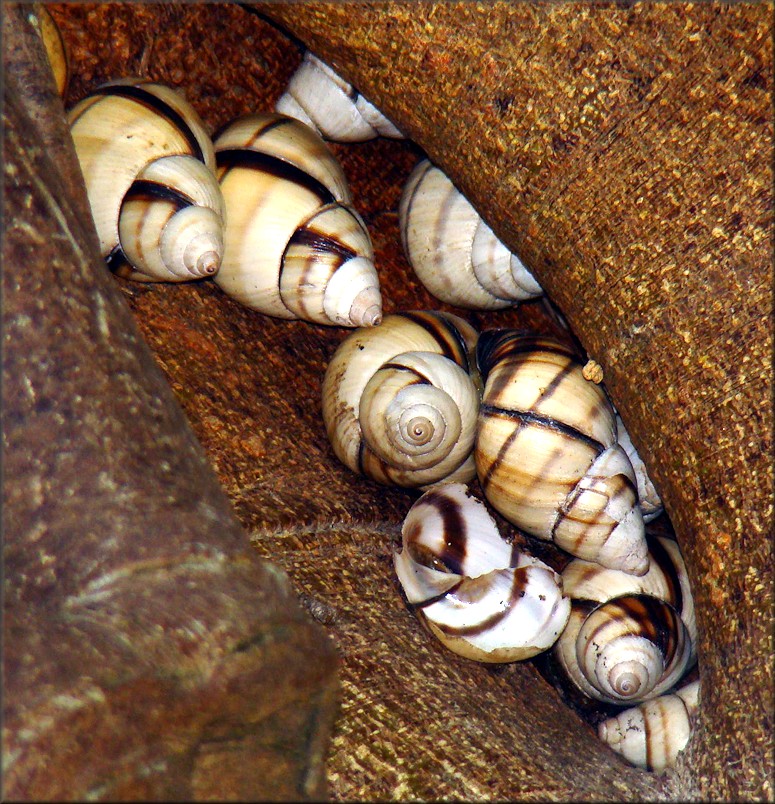 Orthalicus floridensis Pilsbry, 1891 Banded Tree Snail