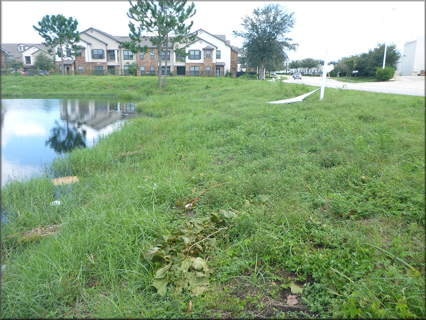 Bulimulus sporadicus From Vacant Lot Off Point Meadows Road In Southeastern Jacksonville